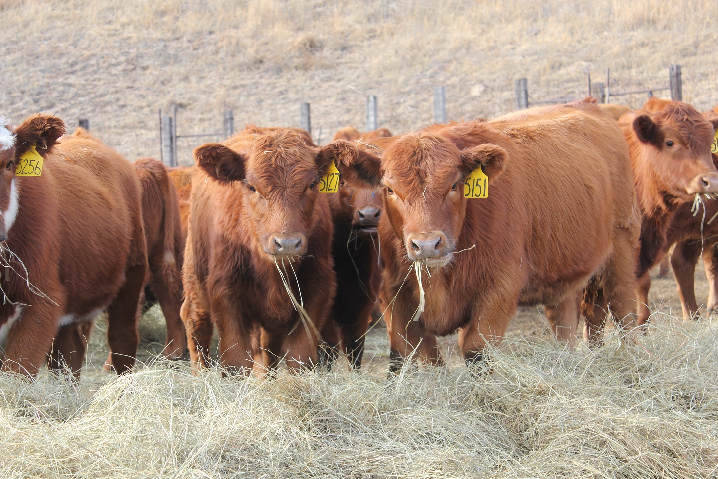 Weaning is a major stress in a calf’s life and on their immune system. Photo courtesy of Troy Walz.