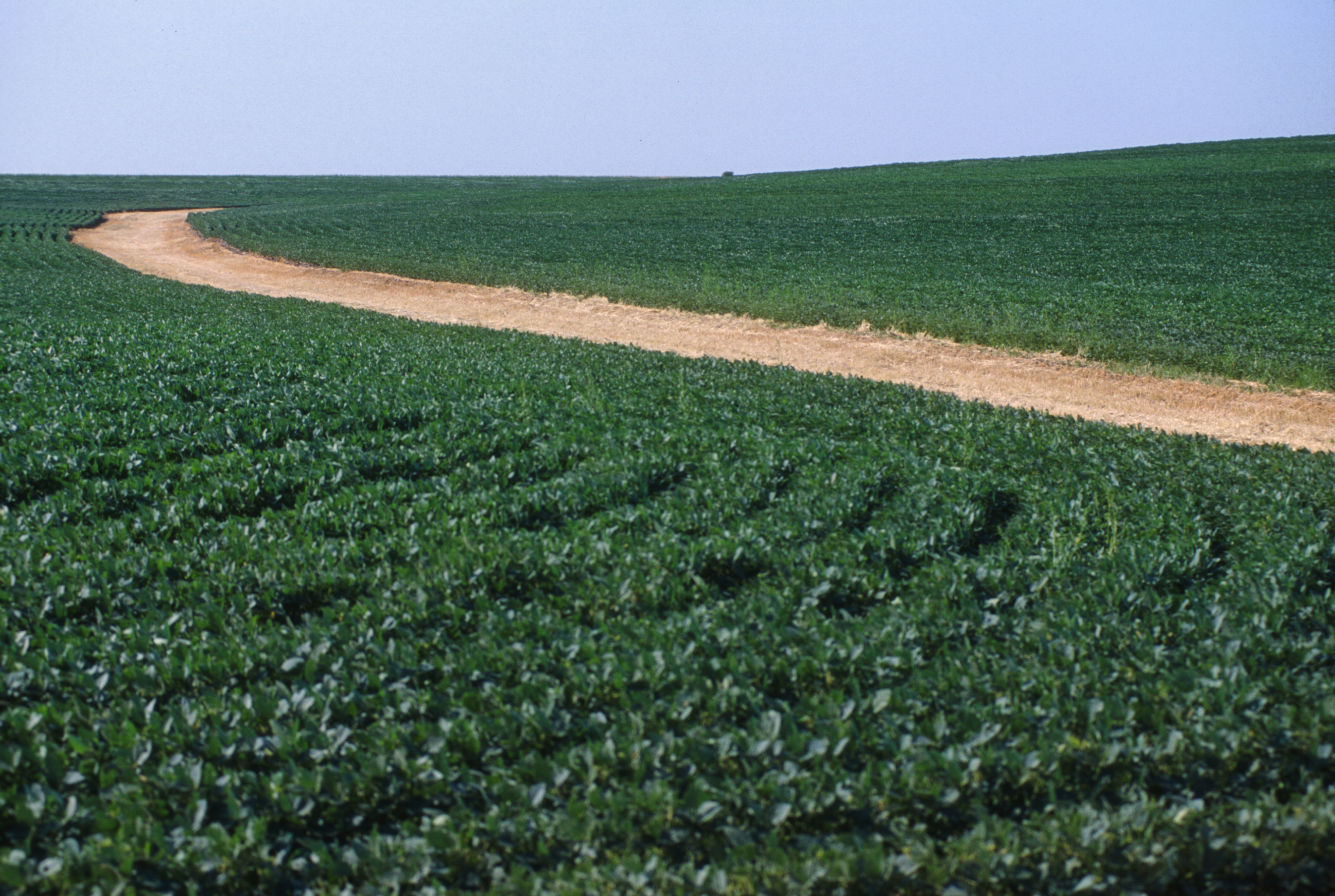 Average soybean yield in the north central region from 2010-2014 was 43 bushels per acre, yet some producers reached soybean yields over 80 bushels per acre. Nebraska researchers relied on producer data to identify causes of that yield gap. 