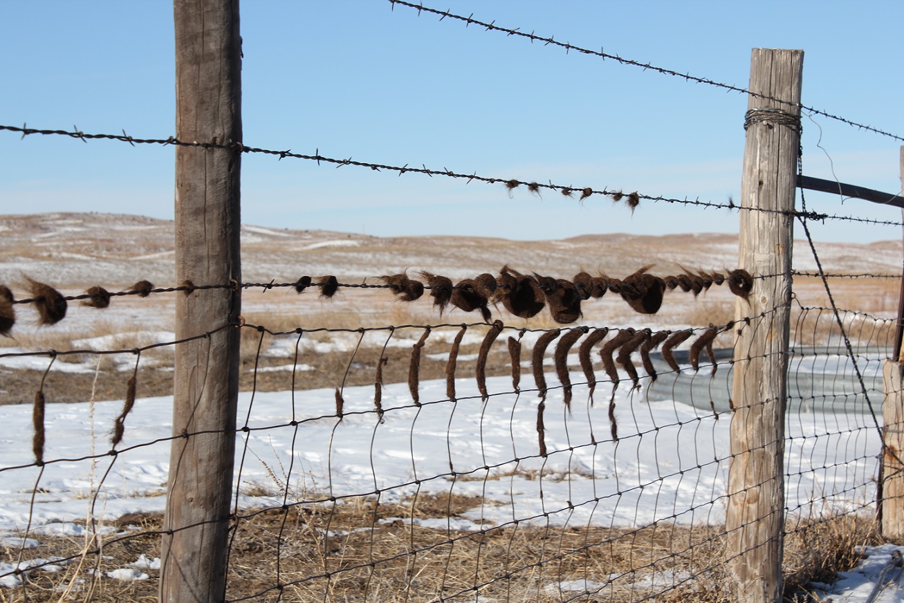 Cattle lice are a cold weather insect, thriving during wintery conditions.  Photo courtesy of Troy Walz.