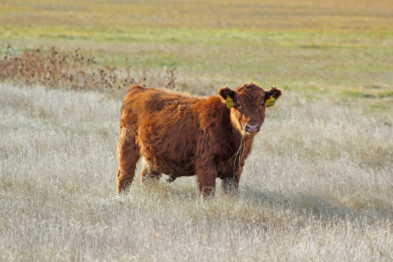  If recent rain greens up your pasture so it grows enough to graze, will you succumb to the temptation?  Photo courtesy of Troy Walz.