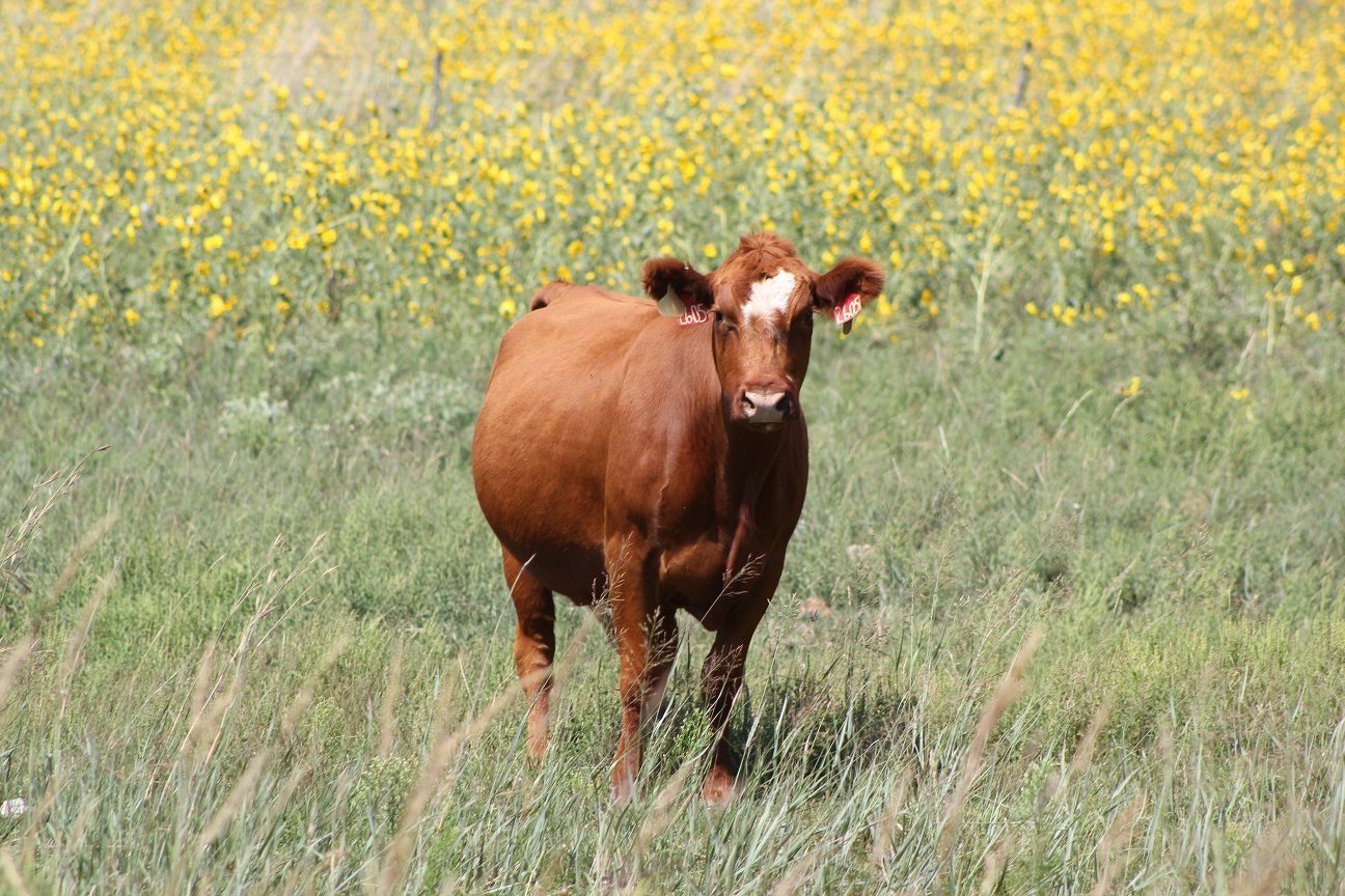 Depreciation is a non-cash expense that is often overlooked by cow-calf producers. Photo courtesy of Troy Walz.