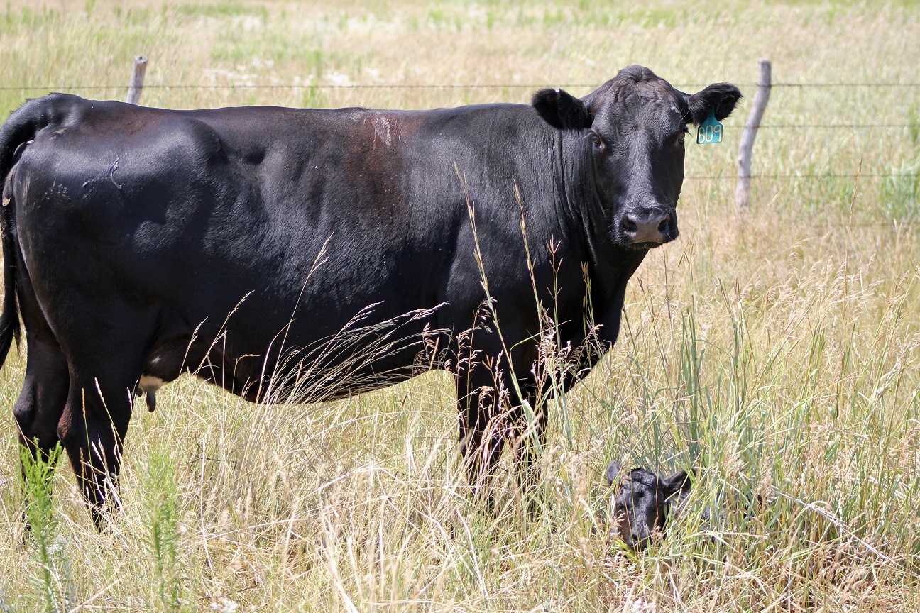 The Range Beef Cow Symposium XXV will be held in Cheyenne, Wyoming at Little America November 28-30, 2017. Photo courtesy of Troy Walz.