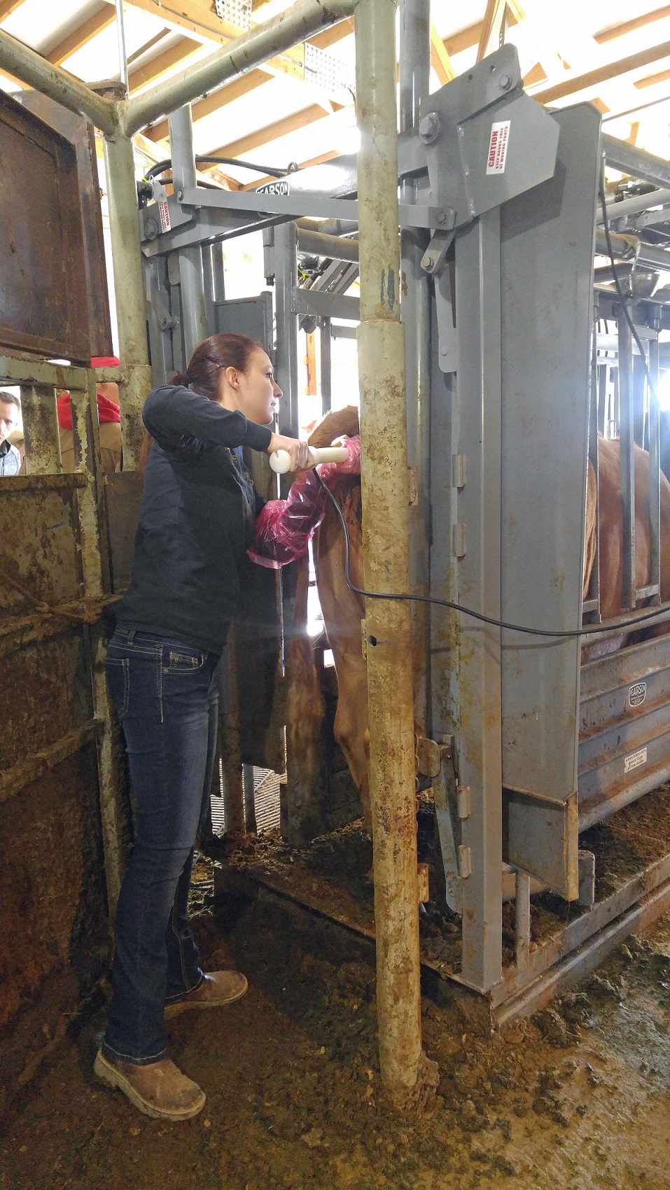 Pregnancy diagnosis is a very valuable tool in the beef industry.  Photo courtesy of Troy Walz.