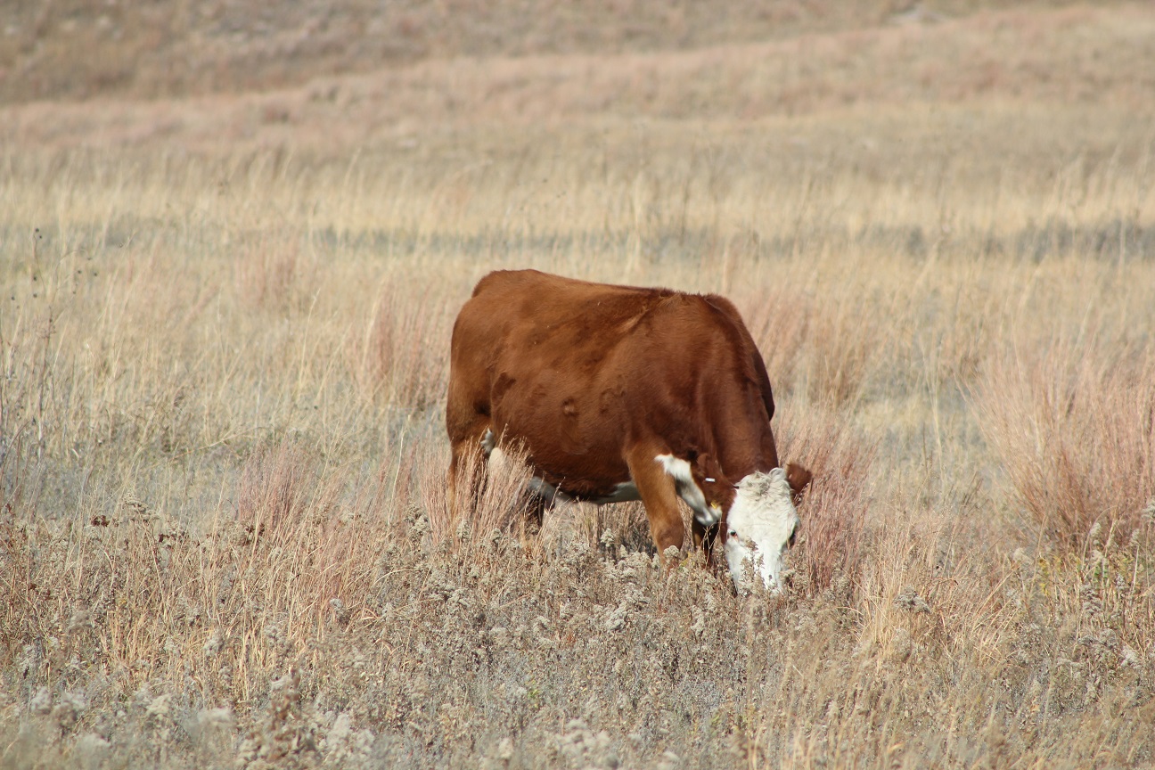 As we progress into the fall and winter months, forage quality in dormant upland pastures will be low while nutrient requirements of spring-calving range cows will increase.  Photo courtesy of Troy Walz.