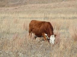 As we progress into the fall and winter months, forage quality in dormant upland pastures will be low while nutrient requirements of spring-calving range cows will increase.  Photo courtesy of Troy Walz.