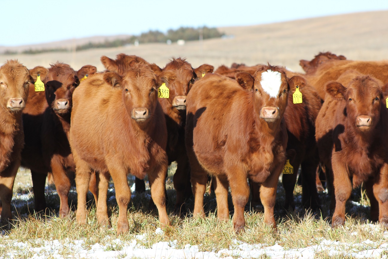 Producing replacements in a beef herd is a critical and expensive enterprise for producers.  Photo courtesy of Troy Walz.