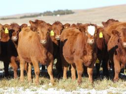Producing replacements in a beef herd is a critical and expensive enterprise for producers.  Photo courtesy of Troy Walz.