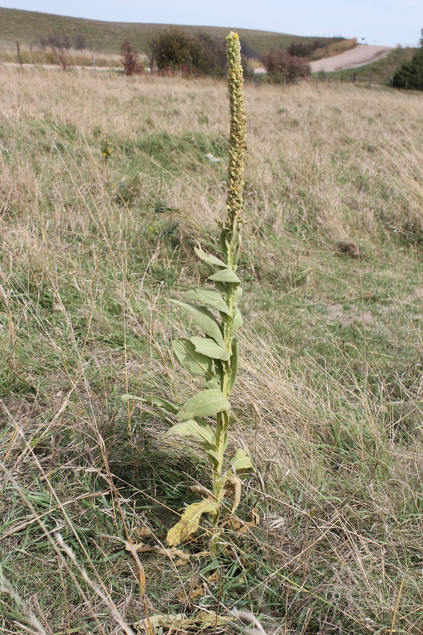 Common mullein is becoming an increasing concern to grassland managers.  Photo courtesy of Troy Walz.