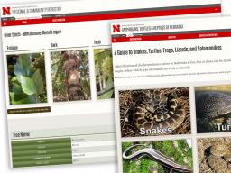 The herpetology and tree websites at SNR are designed to make information easily available to the public. 