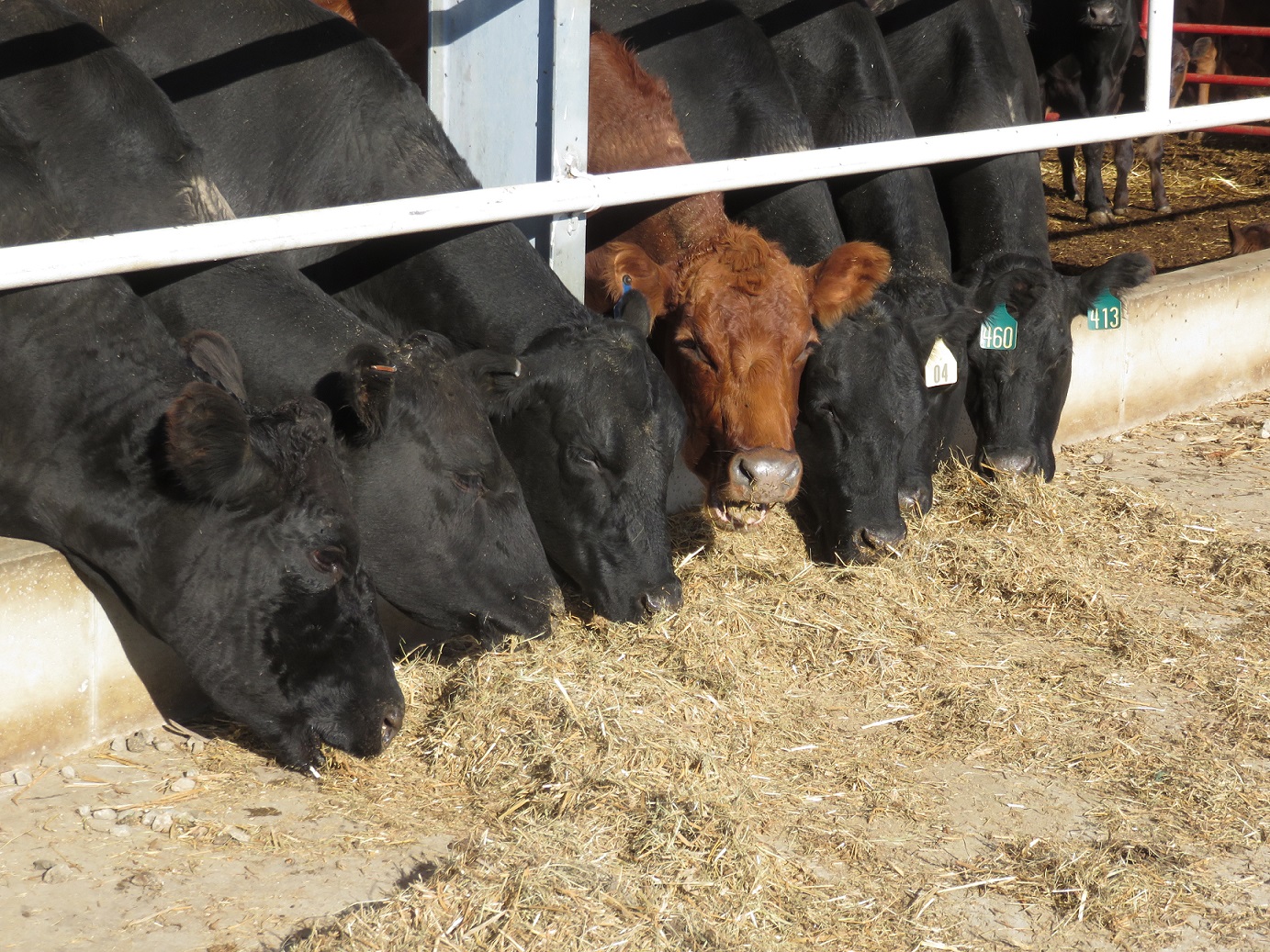 Kansas and Nebraska Extension are hosting a 3 meeting series to address some possible options to help maintain cattle inventory with limited perennial pastures. Photo courtesy of Mary Drewnoski.