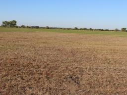 An area of subirrigated meadow in Lincoln County damaged from the feeding of grubs.  Photo courtesy of Jerry Volesky.