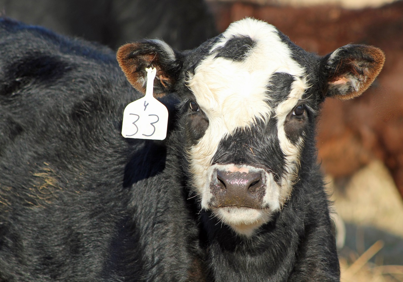  For cow-calf producers, UCOP is figured as cost per pound of weaned calf. Photo courtesy of Troy Walz.