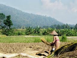 Rice field in Banten Province, Indonesia. Patricio Grassini | Agronomy and Horticulture