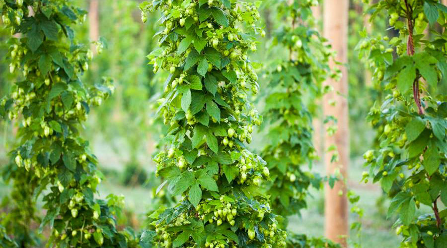 Hops contribute the bitter and aromatic flavors to beer.