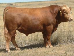 Nebraska Extension has developed an Excel® spreadsheet titled the “Breeding Cost Cow-Q-Lator.”  Photo courtesy of Matt Spangler.