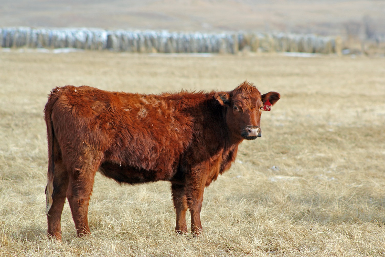 When purchasing replacement heifers producers face many factors that should be considered. Photo courtesy of Troy Walz.