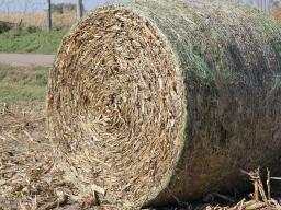 Neither plastic net wrap nor biodegradable twine get digested by cattle rumen microbes.  Photo courtesy of Troy Walz.