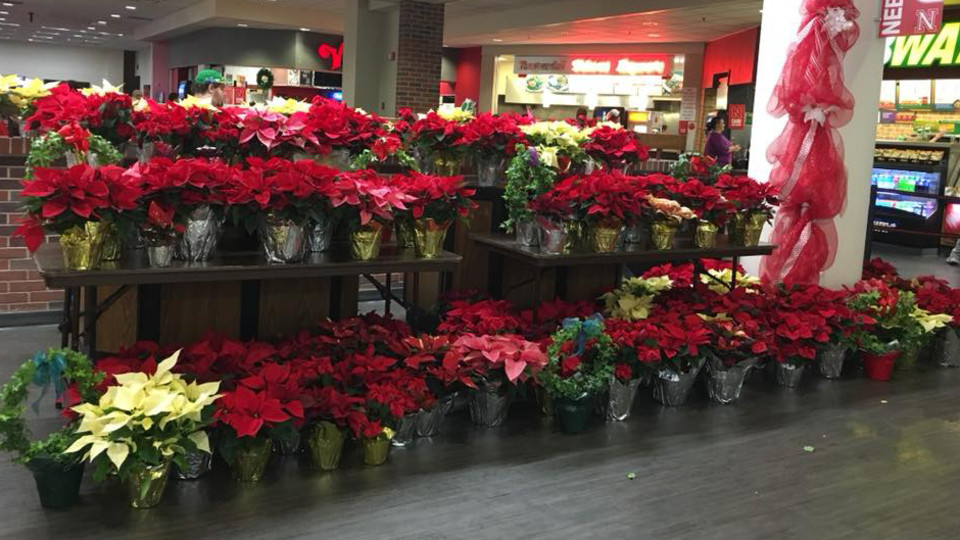 Horticulture Club’s poinsettia sale