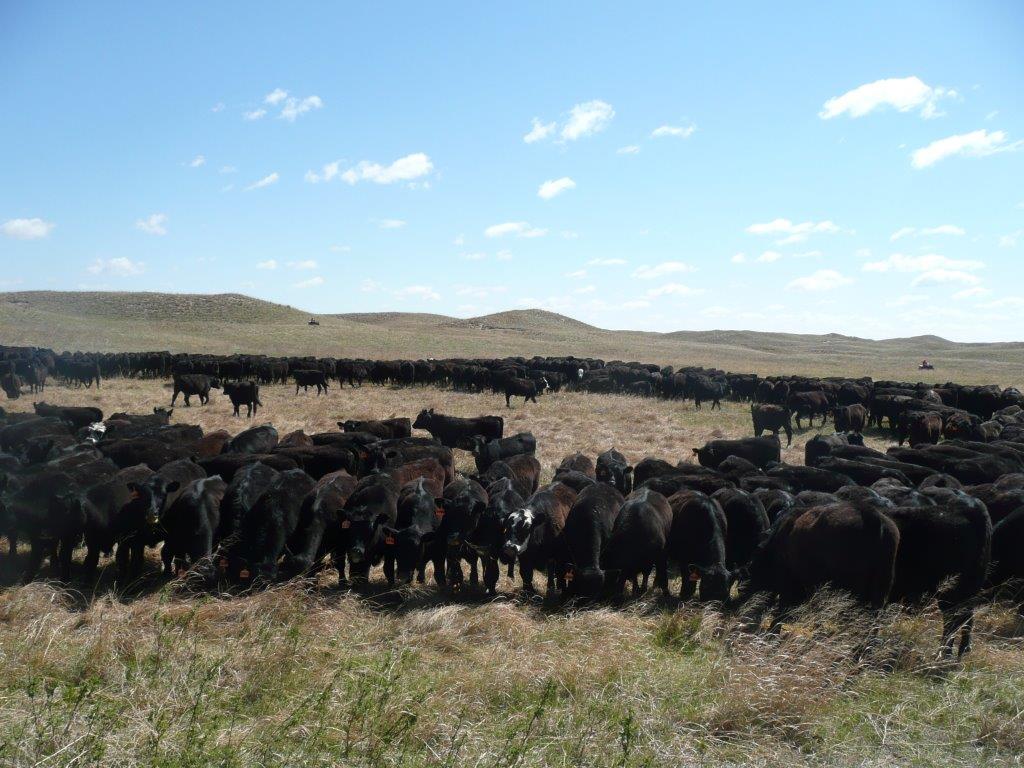 Seventeen Beef Workshops will be held in Eastern Nebraska.  Photo courtesy of Steve Niemeyer.