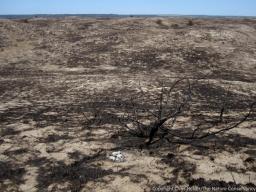 Sandhills grassland that was burned in a wildfire in 2012.  Photo copyright Chris Helzer/The Nature Conservancy.