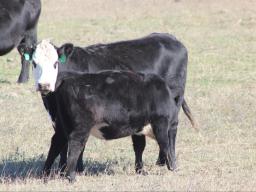 Cow-calf producers have EPDs and index tools to make genetic selection decisions related to traits that impact levels of productivity and longevity.  Photo courtesy of Troy Walz.