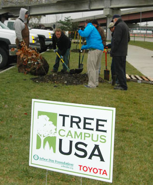 Volunteers and Landscape Services employees plant a tree north of Memorial Stadium during UNL's celebration of the Tree Campus USA designation in 2008.