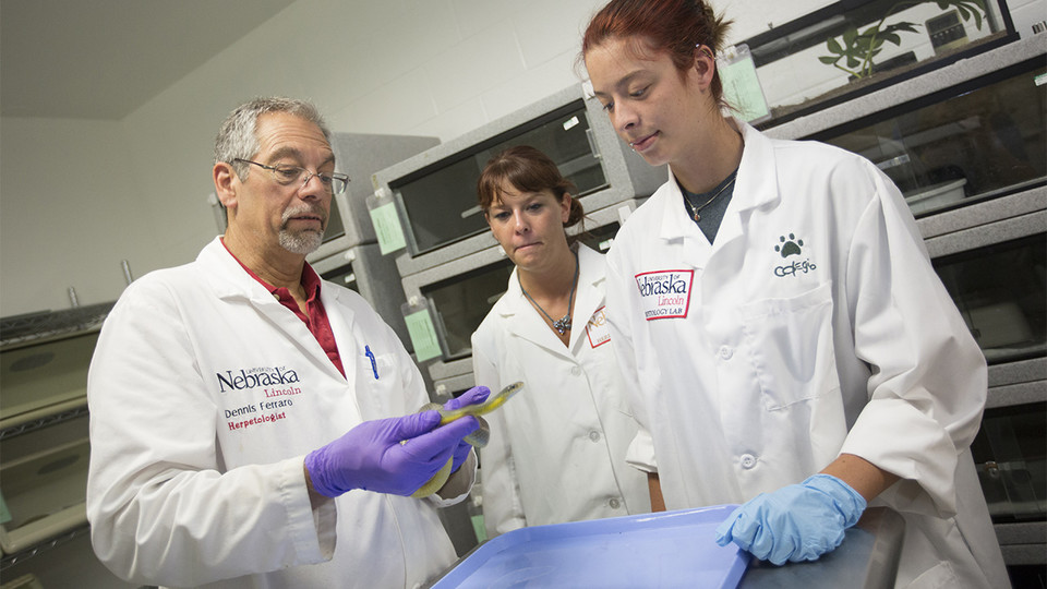 Dennis Ferraro (left), professor of practice in natural resources at Nebraska, will teach visitors about snakes and the importance of snake conservation Jan. 21 during Sunday with a Scientist at Morrill Hall. | File photo