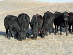 UNL studies illustrate that adequate nutrition during late gestation has postnatal impacts on progeny. Photo courtesy of Troy Walz.