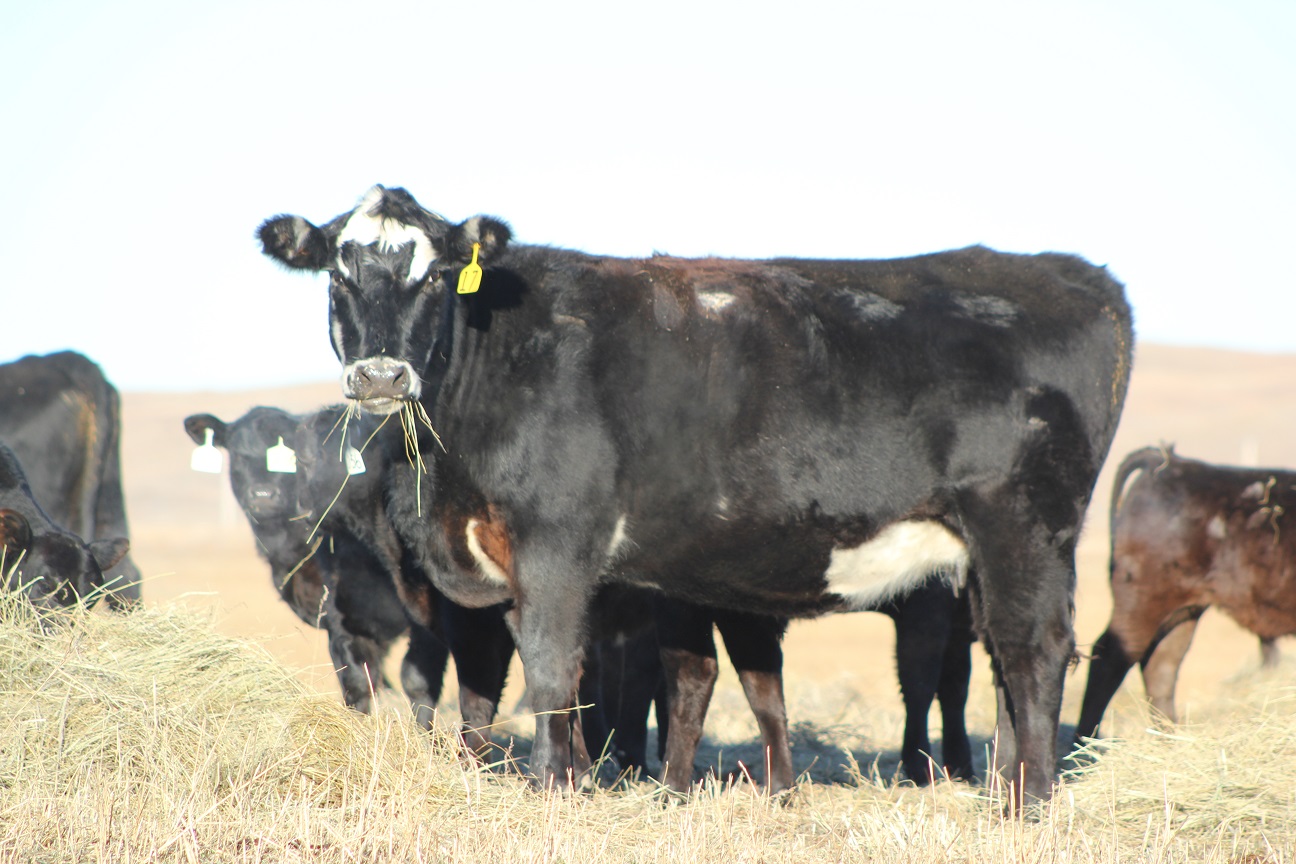 Nebraska Extension program to discuss beef cow nutrition will be held February 8.  Photo courtesy of Troy Walz.