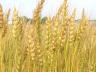 wheat-production.jpg