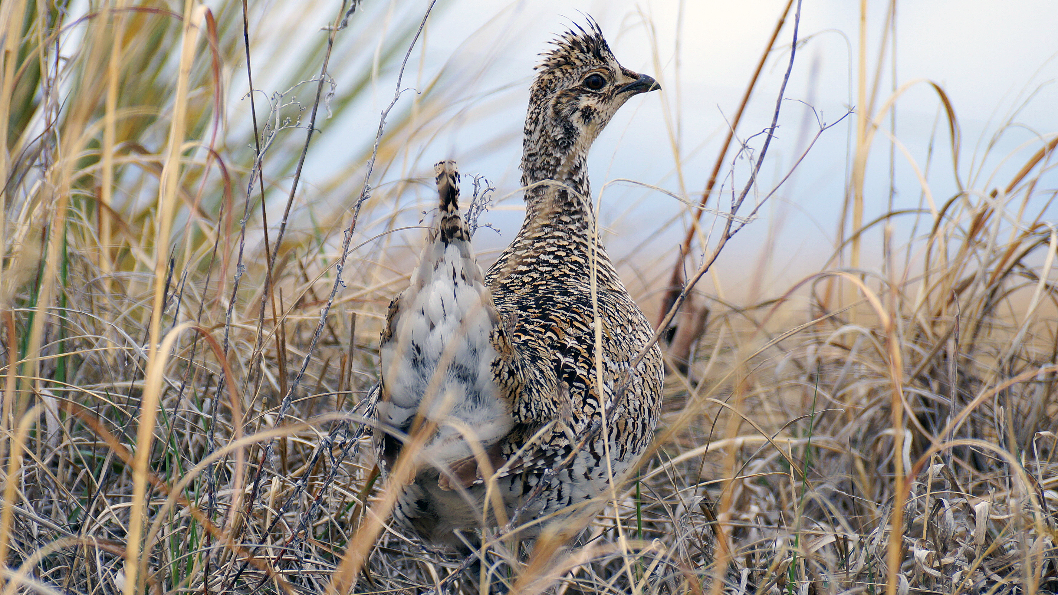 Sharp-tailed grouse. | Photo courtesy Joel Jorgenson