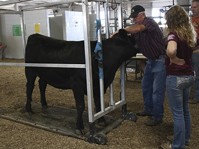 Beef check-in at the 2017 Lancaster County Super Fair