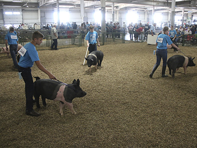 Swine Showmanship at the 2017 Lancaster County Super Fair