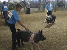 Swine Showmanship at the 2017 Lancaster County Super Fair