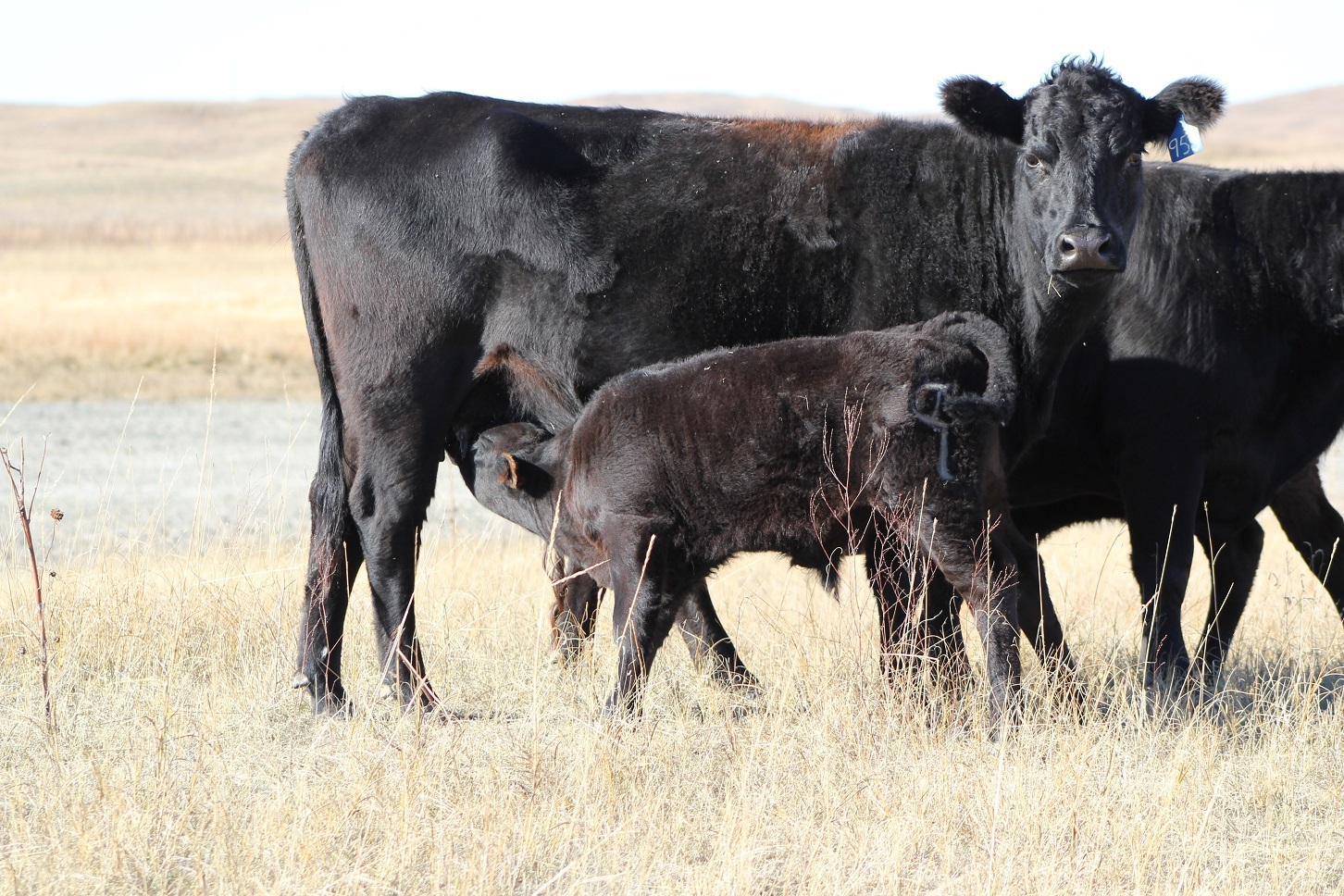 Producers who aggressively controlled costs while producing more pounds of calf to sell per cow than their competitors were the most profitable.  Photo courtesy of Troy Walz.
