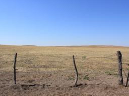 Who decides when drought has lowered pasture production low enough to remove the cattle?  Photo courtesy of Troy Walz.