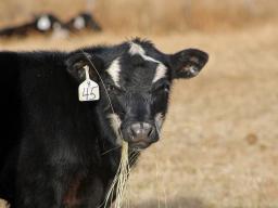 Three presentations from the 2018 Ranching for Profitability program are available at beef.unl.edu.  Photo courtesy of Troy Walz.