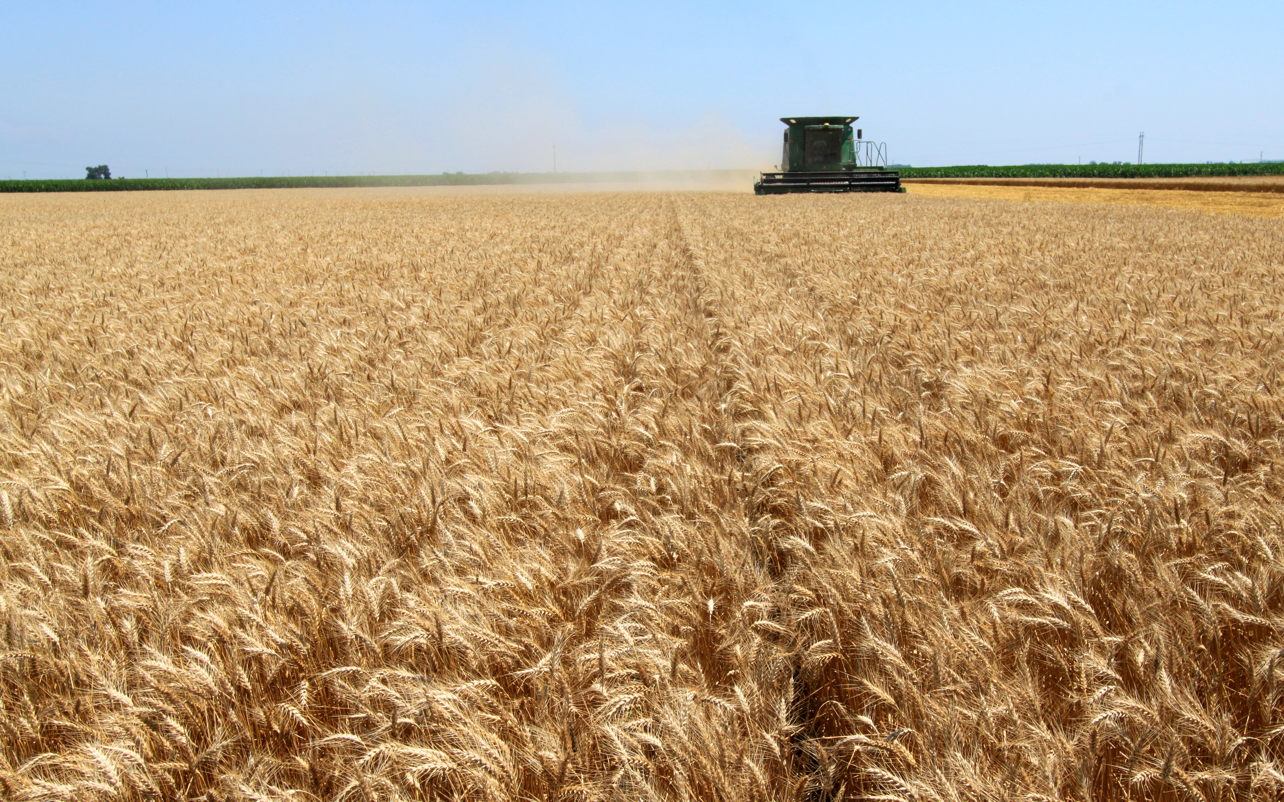 Wheat Harvest