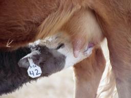 Antibodies in colostrum provide calves with their initial protection. Photo courtesy of Troy Walz