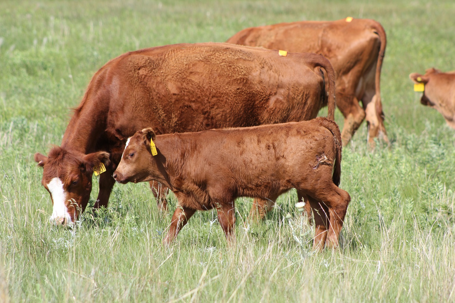 Estrus synchronization can lead to an increased proportion of females conceiving earlier in the calving season and will wean older and larger calves at weaning.  Photo courtesy of Troy Walz.