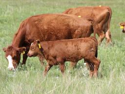 Estrus synchronization can lead to an increased proportion of females conceiving earlier in the calving season and will wean older and larger calves at weaning.  Photo courtesy of Troy Walz.