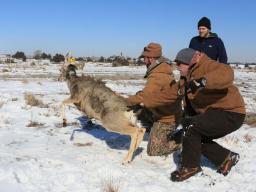 Commission staff release a mule deer doe back to the wild after equipping it with a radio collar in southwest Nebraska. Pictured (from front to back) are Nebraska Game and Parks Commissioner biologists Mark Feeney and Lance Hastings along with the SNR pro