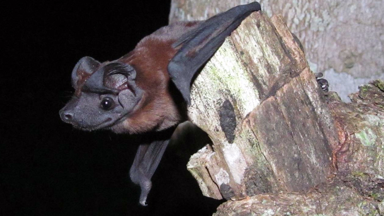 The Freeman's dog-faced bat was discovered in Soberania National Park near the Panama Canal. | Photo courtesy Thomas Sattler