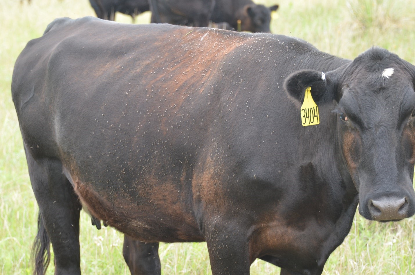 Large populations of horn flies on pastured cattle impose significant economic impacts.  Photo courtesy of Dave Boxler.