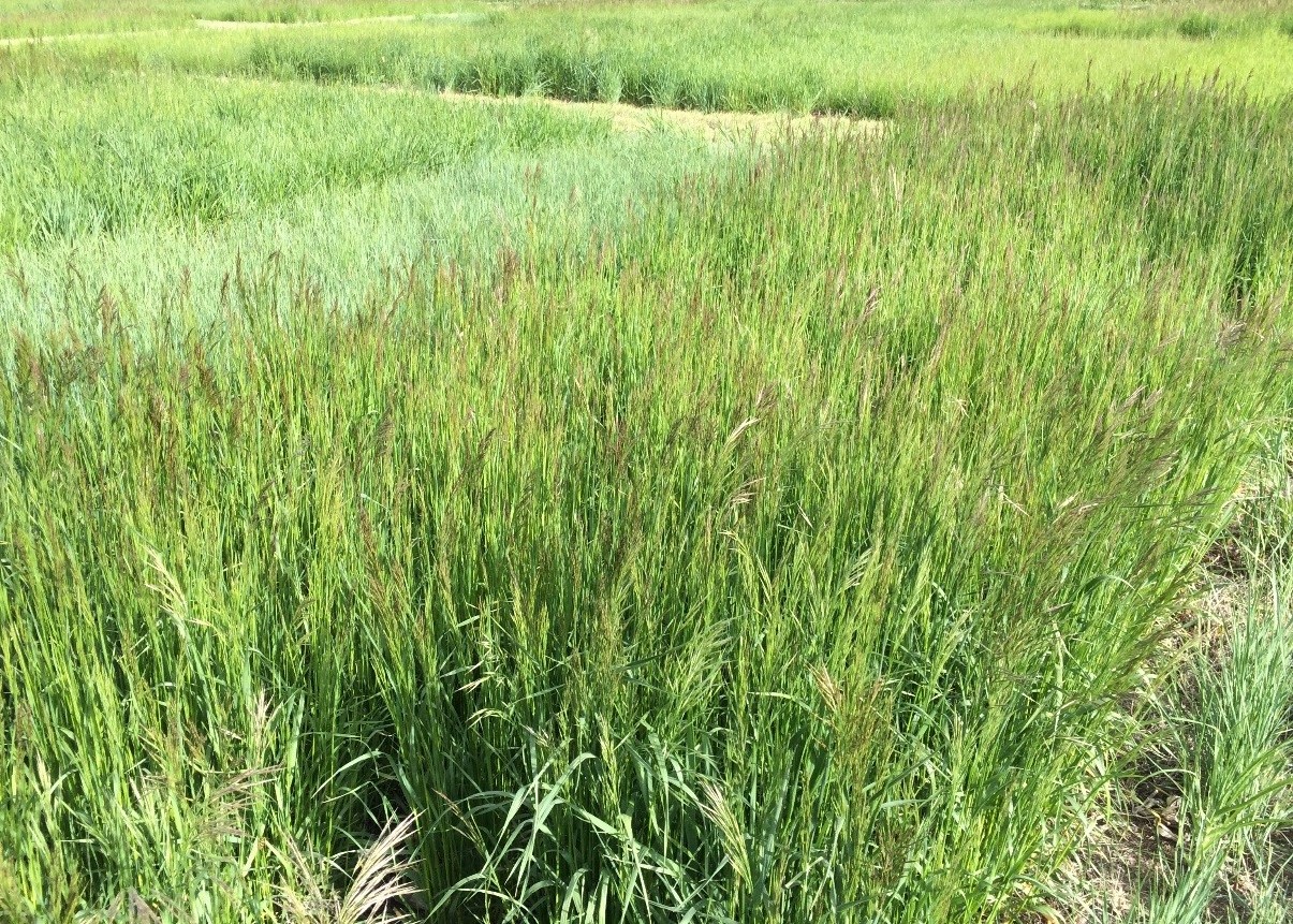 Cool-season perennial grasses established and growing under dryland conditions near Scottsbluff, NE.  Photo courtesy of Mitch Stephenson.