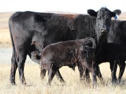 Maximizing the proportion of cows that conceive early in the breeding season cannot be overemphasized in a beef herd. Photo courtesy of Troy Walz.