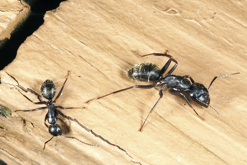 (L–R) Minor and major carpenter ant workers. Photo by Jim Kalisch, UNL Department of Entomology. 