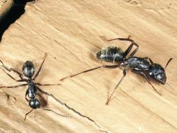 (L–R) Minor and major carpenter ant workers. Photo by Jim Kalisch, UNL Department of Entomology. 
