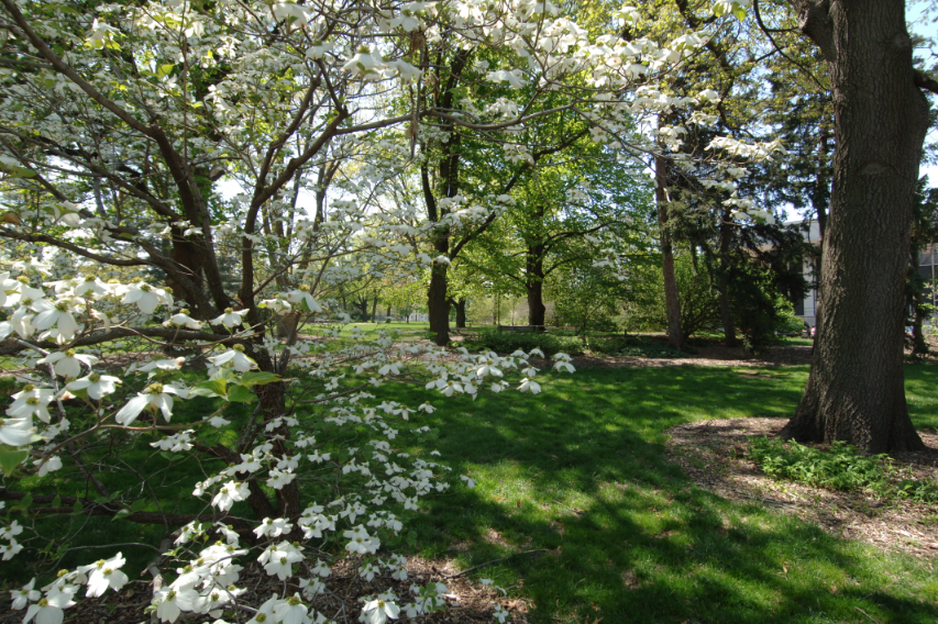 Maxwell Arboretum.