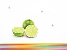 Francisco Souto, Two Limes and Four Flies, 10" x 10", 2018, colored pencils on paper